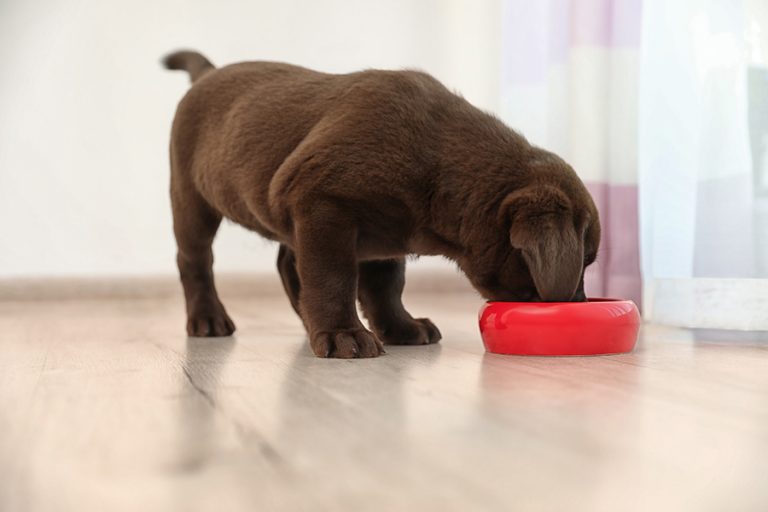 Can Labradors Eat Bananas? (All You Need to Know!) Animals HQ