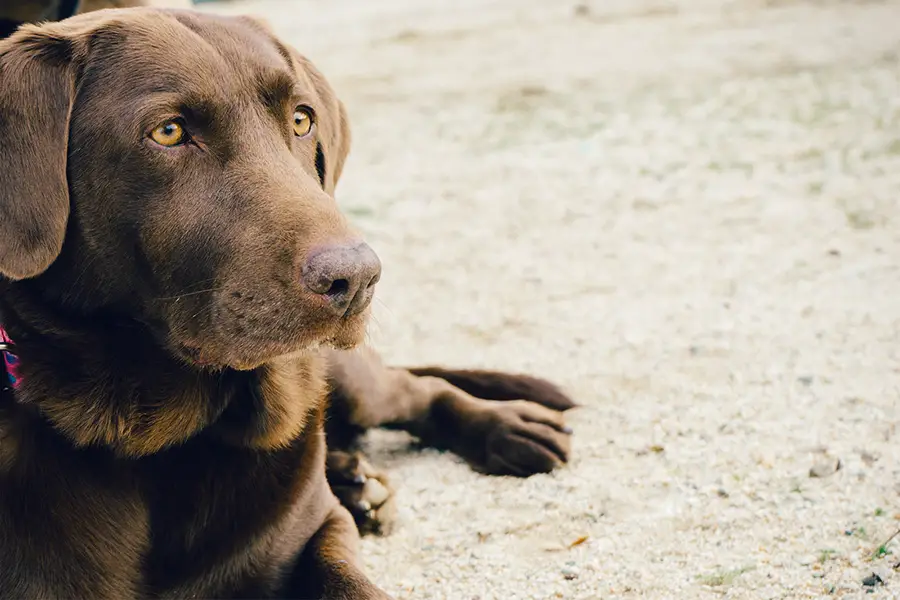 yellow lab eyes