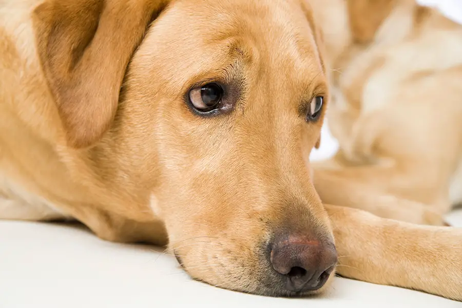 yellow lab eyes