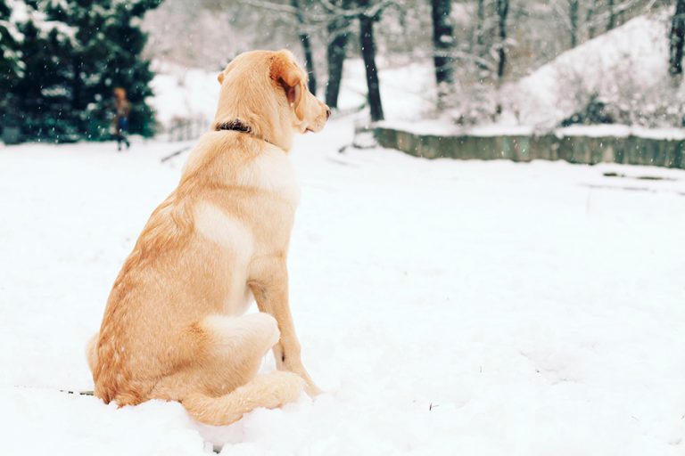 Can Labradors Handle Cold Weather? (All You Need to Know!)