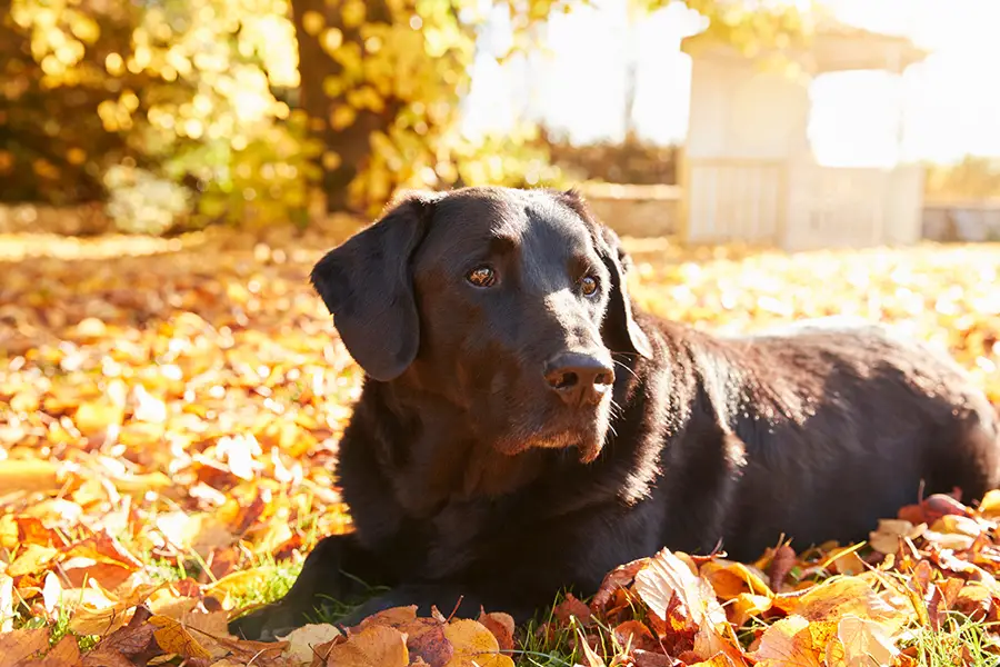 Can Labrador’s Have Blue Eyes? (Read This First!) - Animals HQ