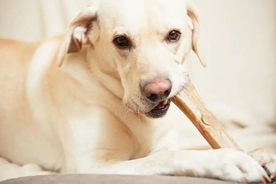 Can Labradors Chew on Bones? (Explained!) - Animals HQ