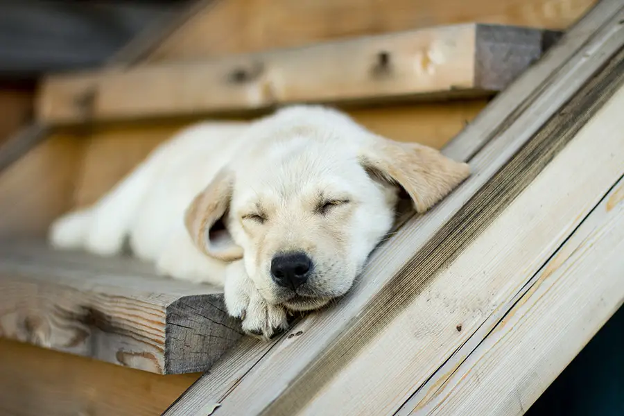 can a labrador sleep outside