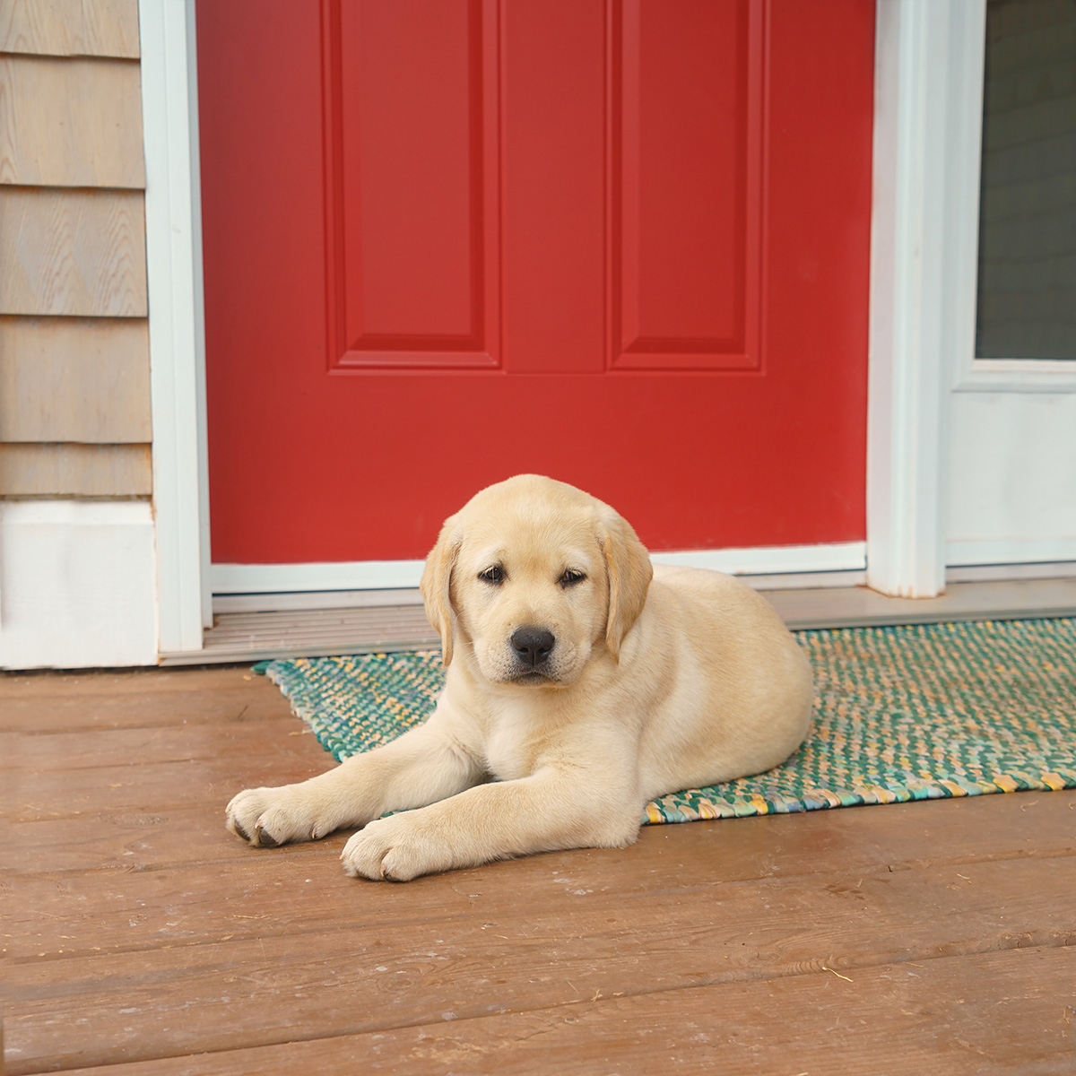 can a labrador sleep outside