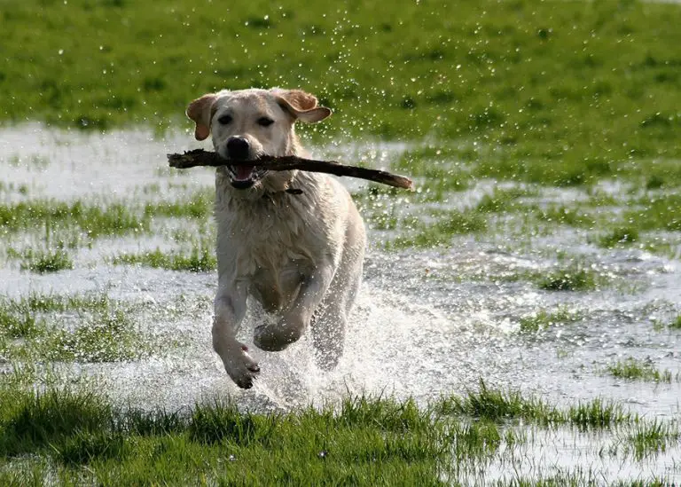 Why Do Labradors Drink So Much Water? Animals HQ