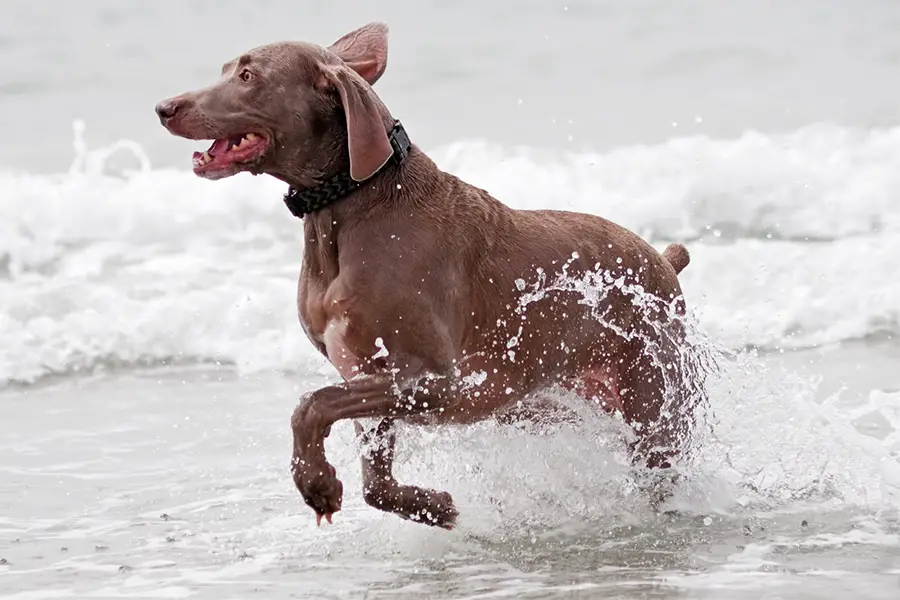 how fast can a black lab run