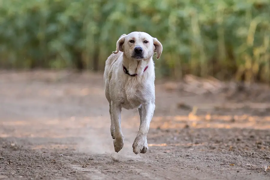 how fast can a black lab run
