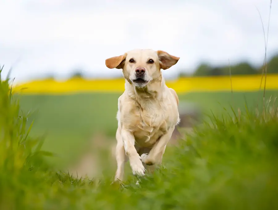 how fast can a black lab run