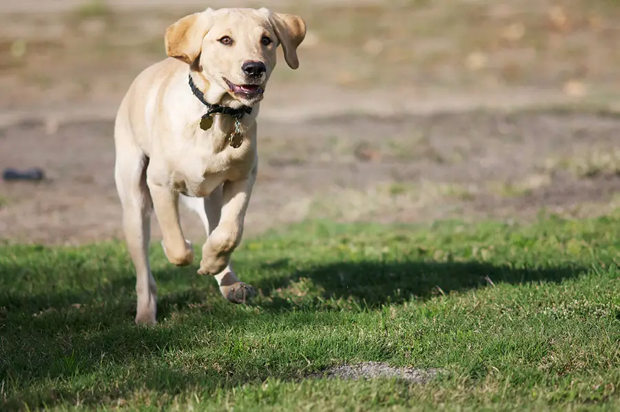 how fast can a black lab run