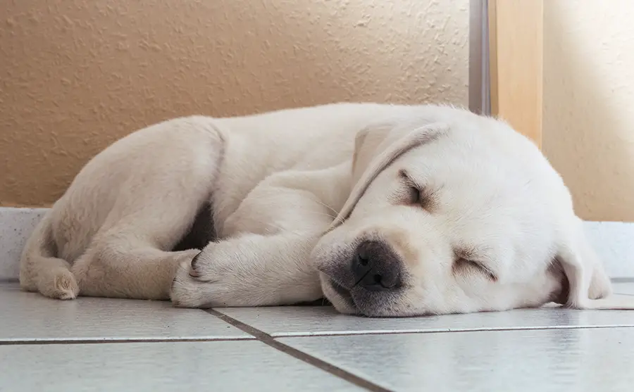 can a labrador sleep outside