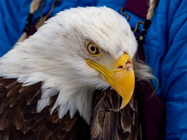 Can a Bald Eagle Kill a Dog? Animals HQ