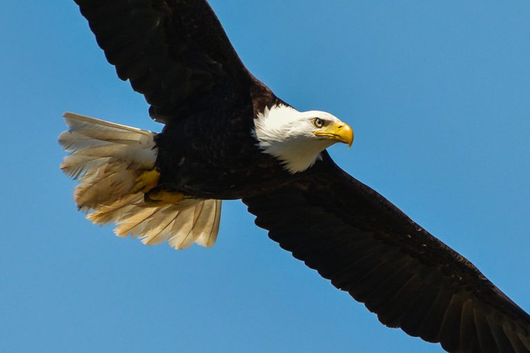 Can a Bald Eagle Kill a Dog? Animals HQ