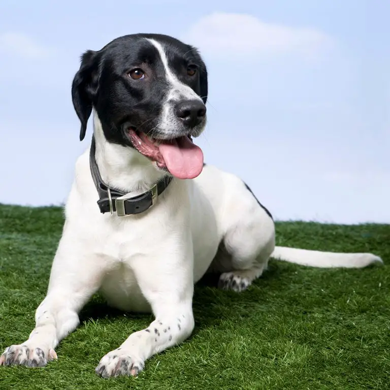 What is a Beagle Labrador mix (A Complete Guide) Animals HQ