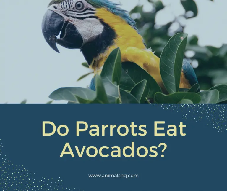 Do Parrots Eat Avocados? (All You Need to Know!) Animals HQ