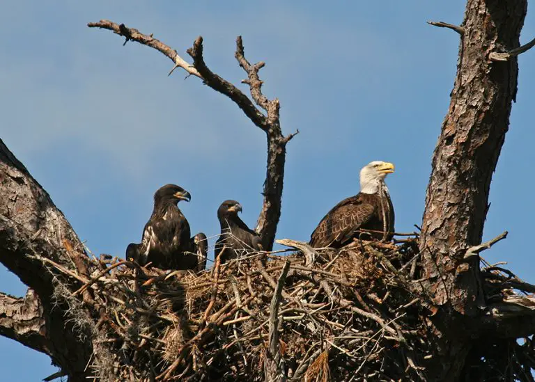 What are Bald Eagle Babies Called? (All You Need to Know!) - Animals HQ