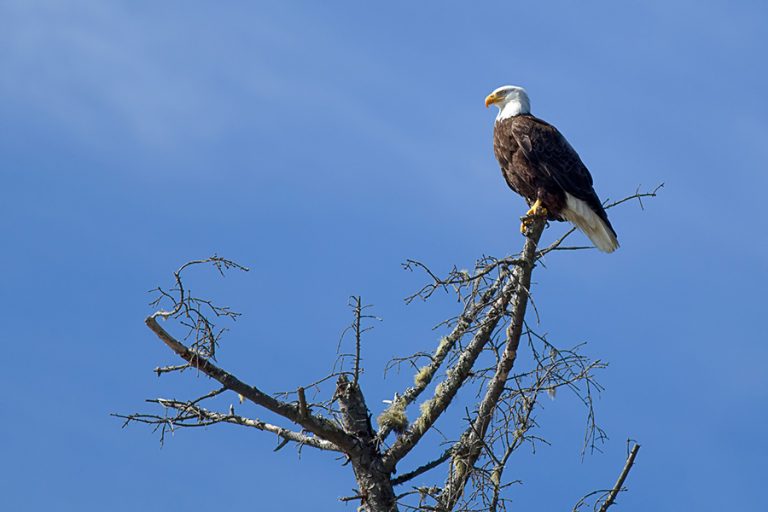 Why Are Female Bald Eagles Bigger than Males? (Explained!)