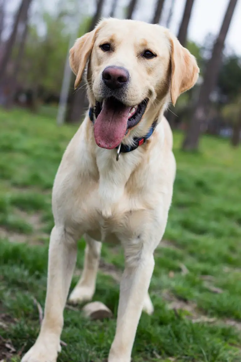 Why Do Labradors Have So Much Extra Skin (Explained!) Animals HQ