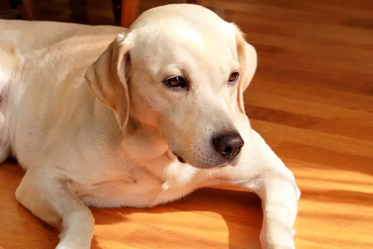 Why Do Labradors Have So Much Extra Skin (Explained!) Animals HQ