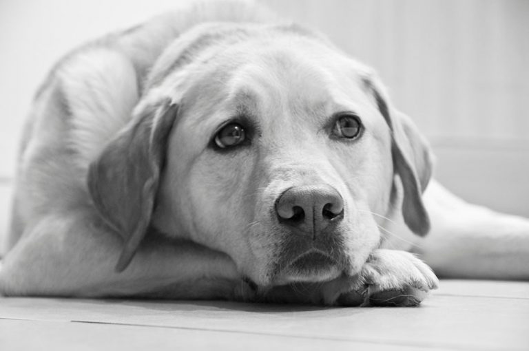 Why Do Labradors Cry Animals HQ