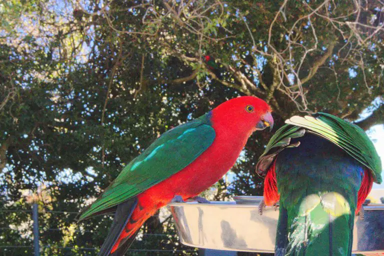 Do Parrots Eat Avocados? (All You Need to Know!) Animals HQ