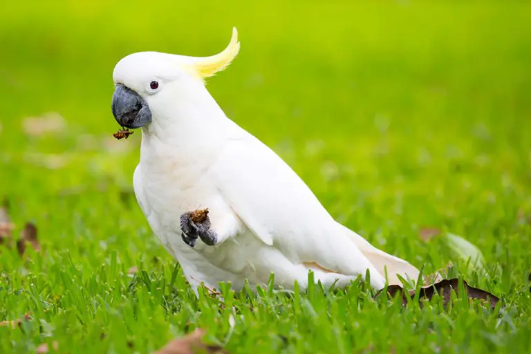 Do Parrots Eat Avocados? (All You Need to Know!) Animals HQ