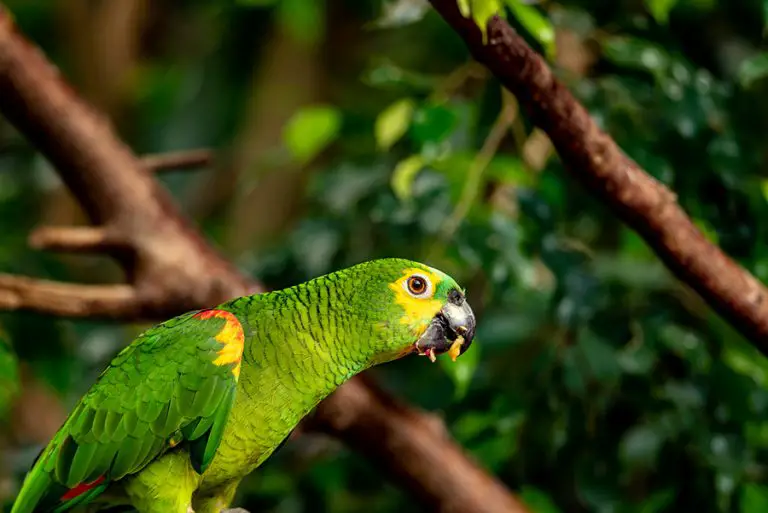Do Parrots Eat Avocados? (All You Need to Know!) Animals HQ