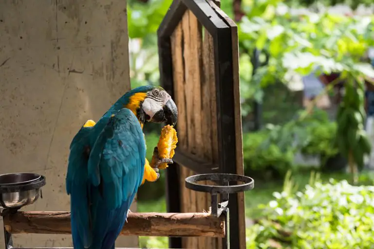 Do Parrots Eat Avocados? (All You Need to Know!) Animals HQ