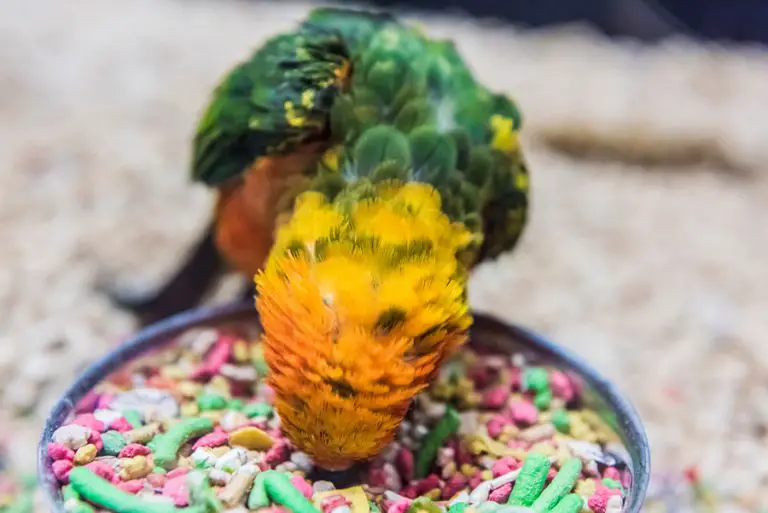 Do Parrots Eat Avocados? (All You Need to Know!) Animals HQ