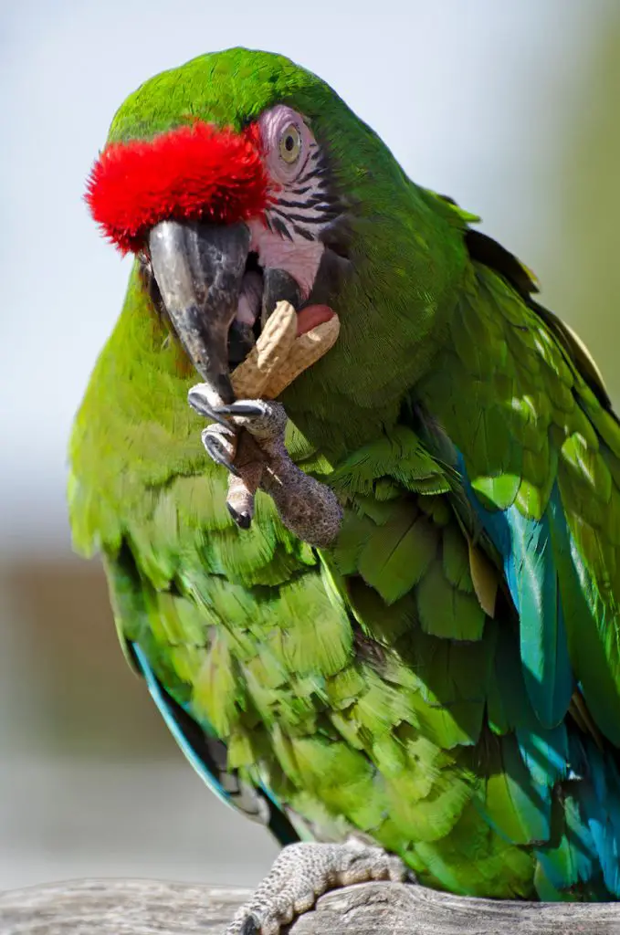 How to get peanut butter out of your birds nose Can Parrots Eat Peanut Butter Explained Animals Hq