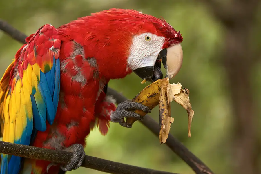 Do Parrots Eat Bananas Read This First Animals HQ do-parrots-eat-bananas-read-this-first-animals-hq