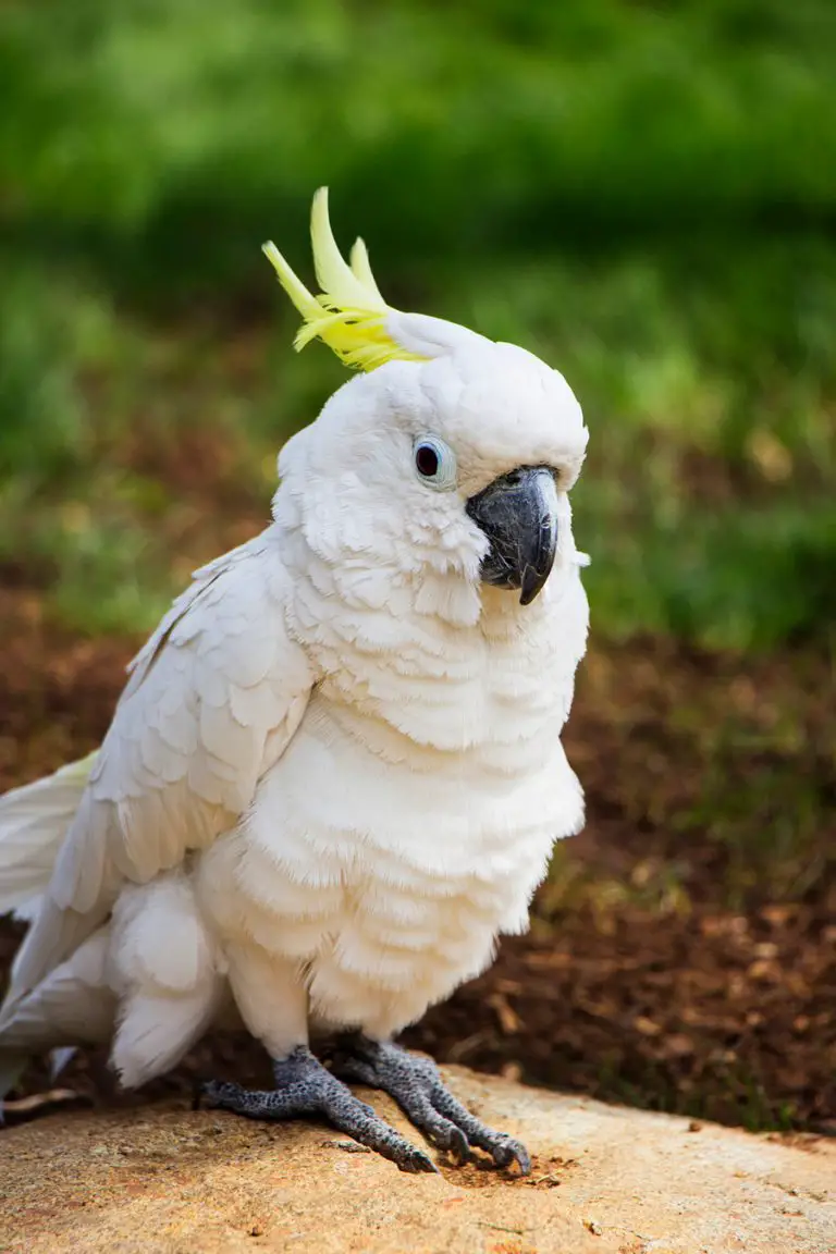 umbrella cockatoo plush