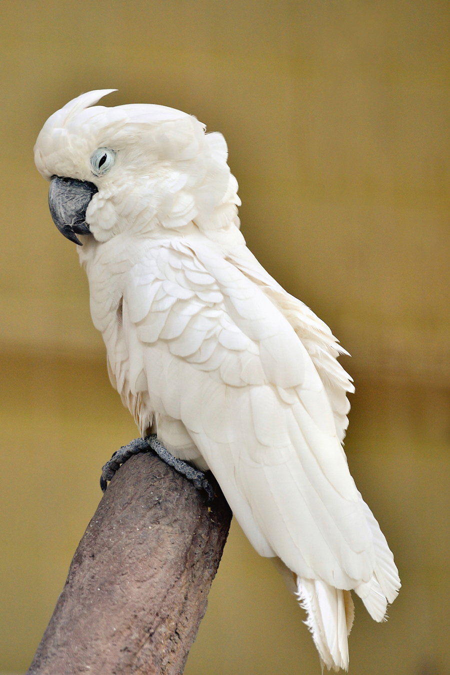 Do Umbrella Cockatoos Make Good Pets? (Read This First!) Animals HQ