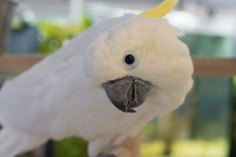 Do Umbrella Cockatoos Make Good Pets? (Read This First!) Animals HQ