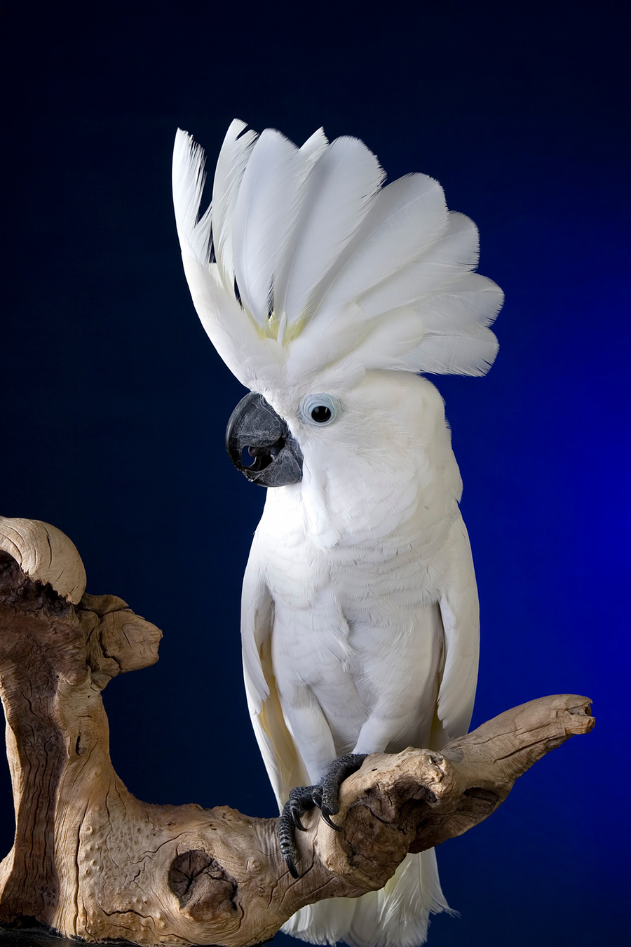Do Umbrella Cockatoos Make Good Pets? (Read This First!) Animals HQ