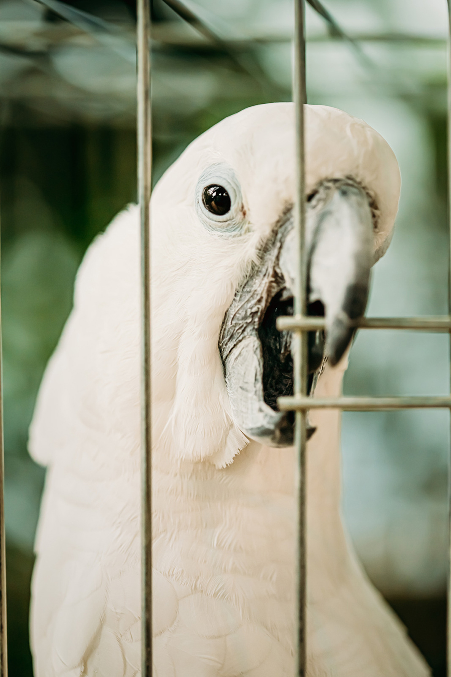 Why Do Umbrella Cockatoos Keep Laying Eggs? (Explained!) Animals HQ