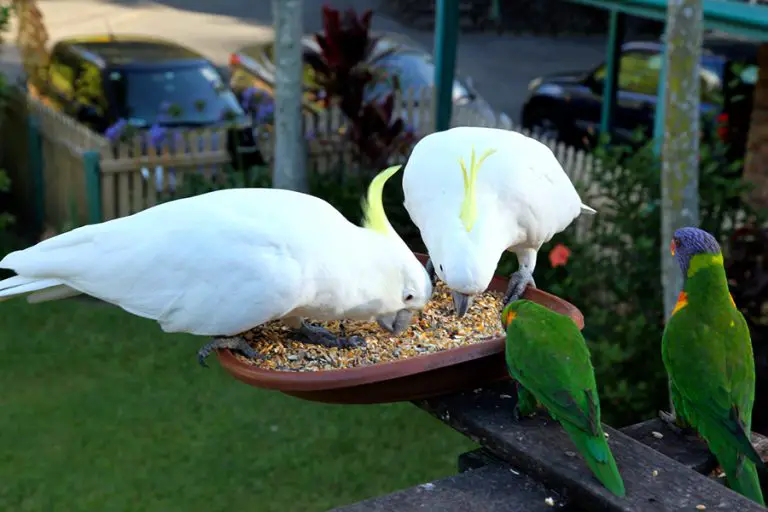 Why Do Umbrella Cockatoos Keep Laying Eggs? (Explained!) Animals HQ