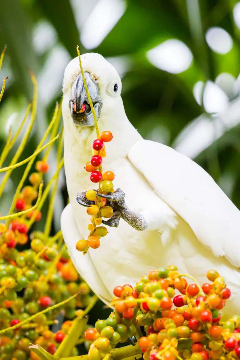 umbrella cockatoo lifespan in wild
