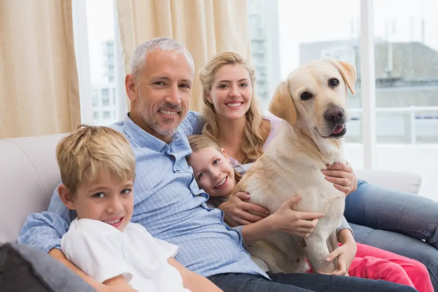 labrador retriever apartment living