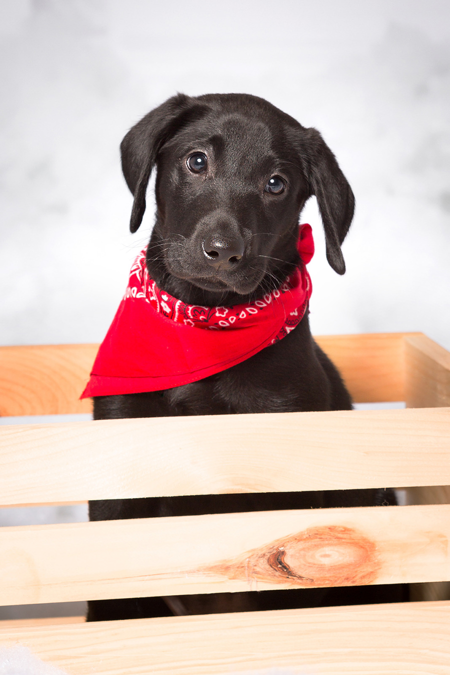 Can Labradors Live as Apartment Dogs? (Read This First!) Animals HQ