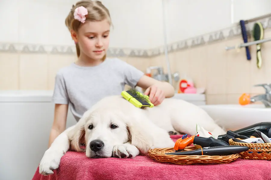 labrador retriever apartment living