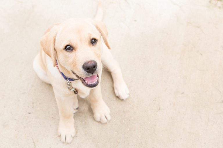 Do Labradors Calm Down with Age (All You Need to Know!) Animals HQ