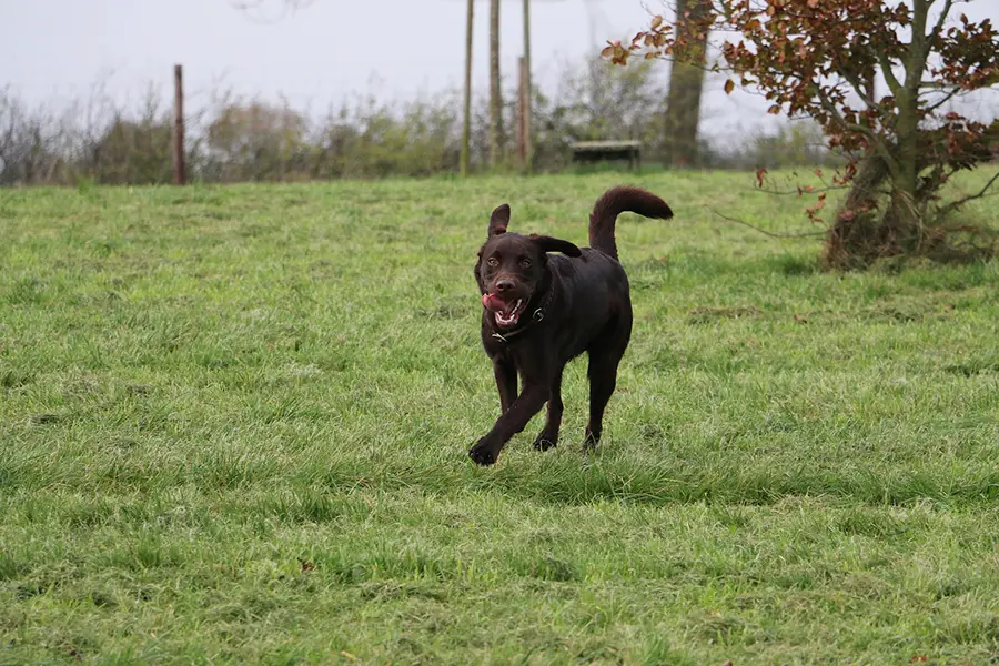 at what age do labradors calm down