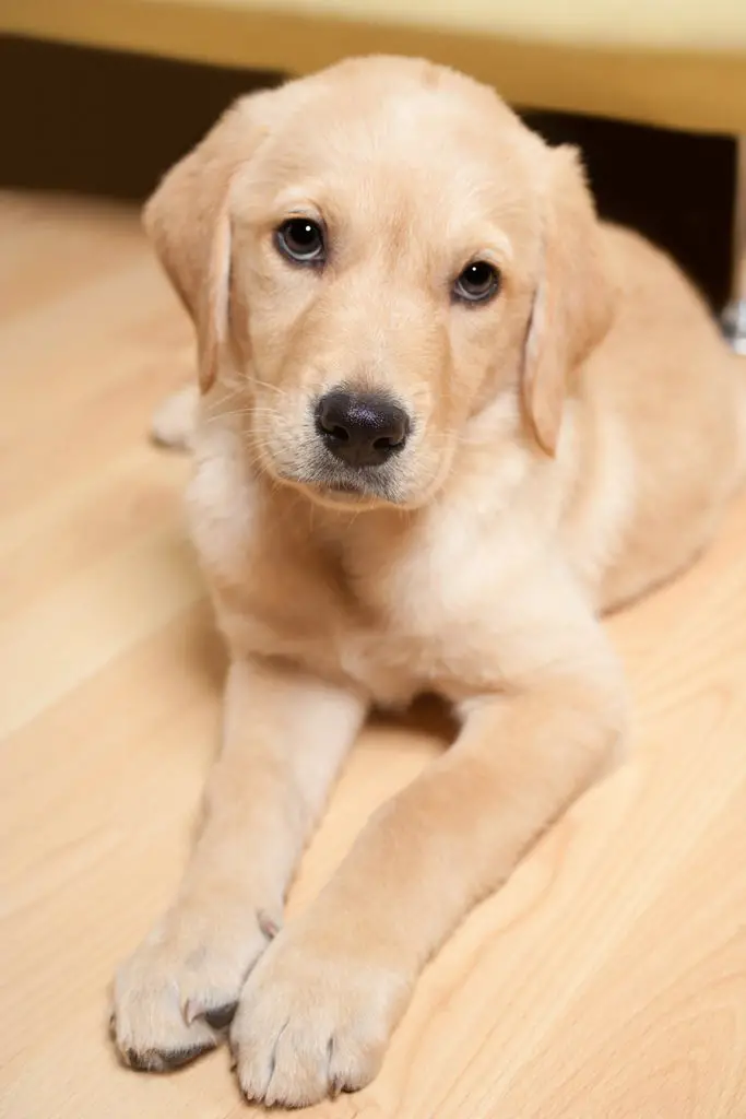 what age do female labradors stop growing