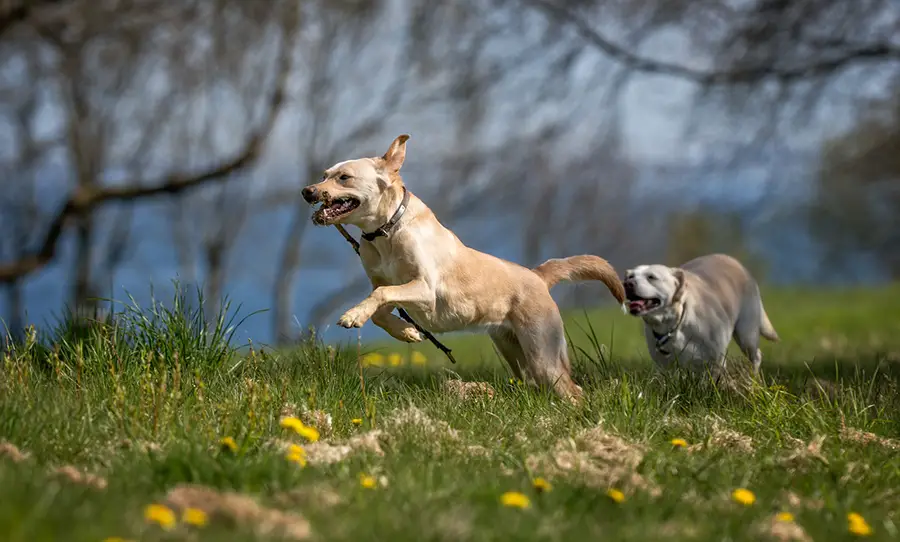 Can Two Labrador’s Live Together? - Animals HQ