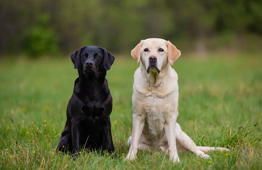 Can Two Labrador’s Live Together? - Animals HQ