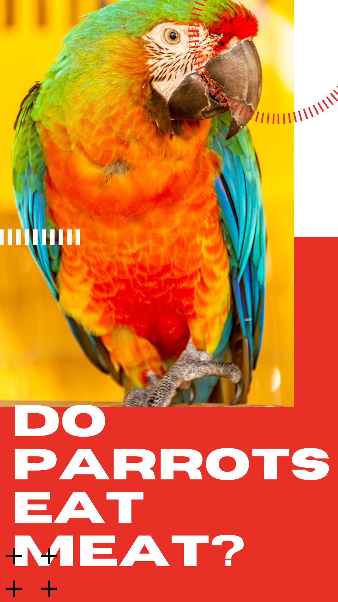 Do Parrots Eat Meat? (All You Need to Know!) Animals HQ