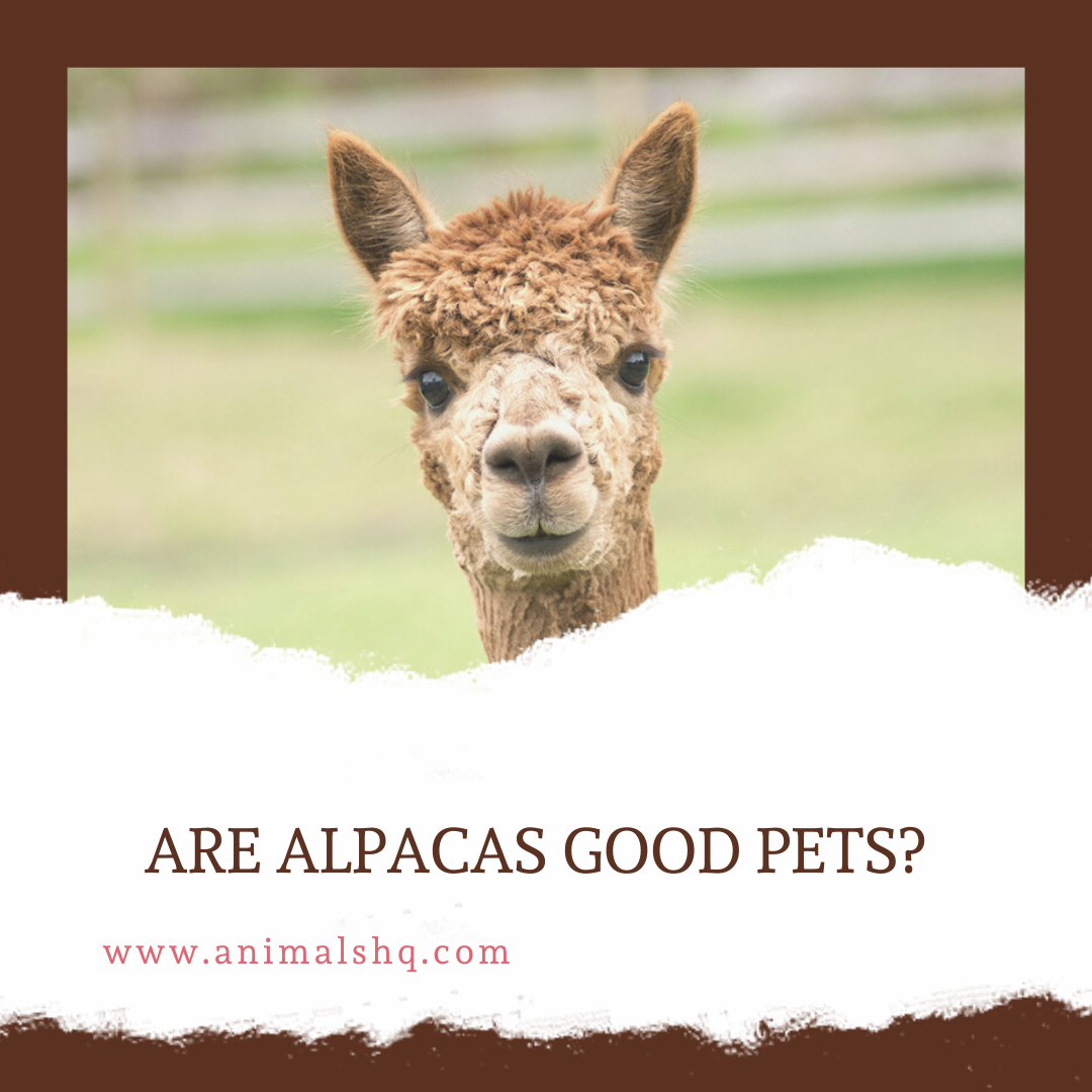Are Alpacas Good Pets? Animals HQ