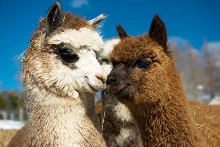 Are Alpacas Good Pets? Animals HQ