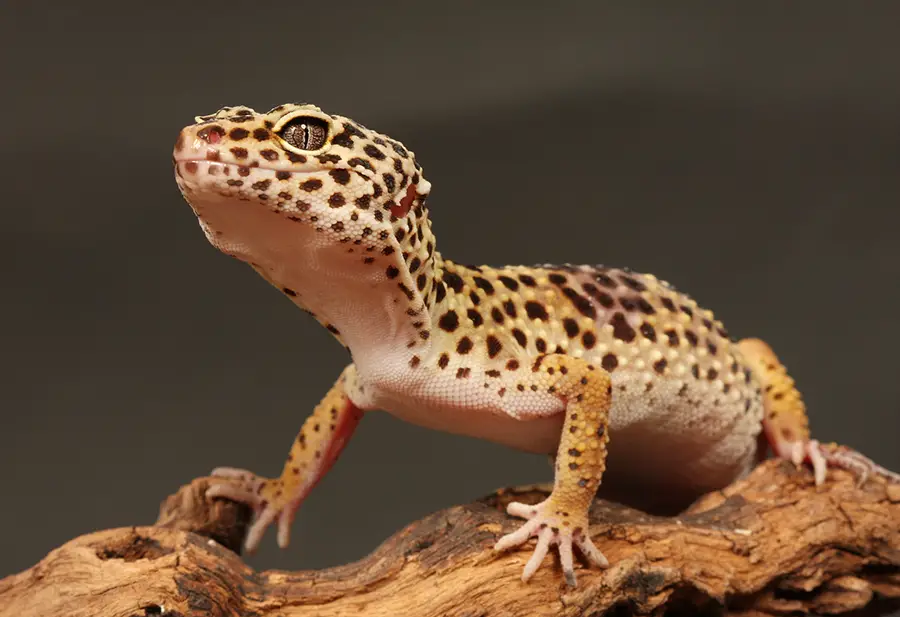 Are Leopard Geckos Easy to Take Care of? (All You Need to Know!)