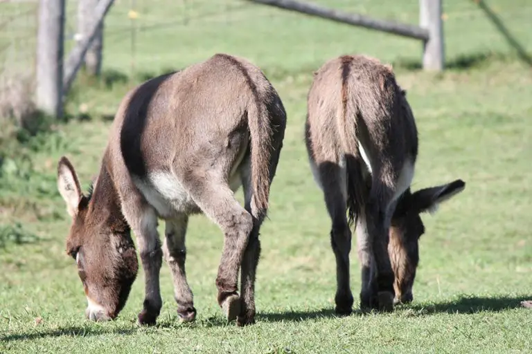 Are Miniature Donkeys Good Pets? (All You Need to Know!) Animals HQ
